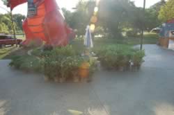 DSC_3456.jpg (126kb)