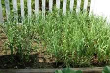 DSC_32467.jpg (292kb)