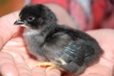 DSC_31851.jpg (97kb)