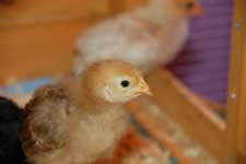 DSC_31882.jpg (67kb)