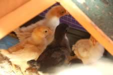 DSC_31884.jpg (95kb)