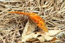 DSC_22920.jpg (131kb)