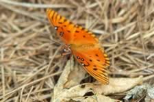 DSC_22921.jpg (88kb)