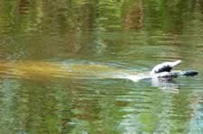 DSC_22945.jpg (112kb)